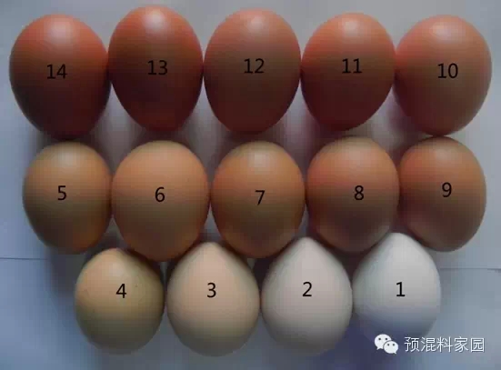 蛋壳比色板和影响鸡蛋蛋壳颜色的营养因素
