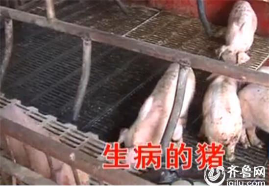 寿光：仔猪大量死亡 养殖户怀疑疫苗所致