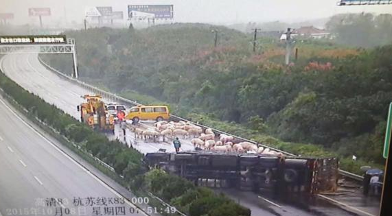 运猪货车侧翻 “二师兄”高速路上散步