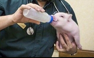 研究：一种更人道的方法实现仔猪安乐死