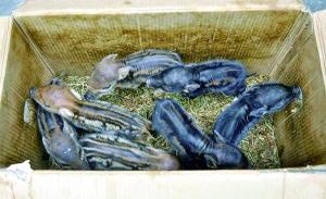散养家猪私会野猪？ 4头母猪诞下50头小野猪