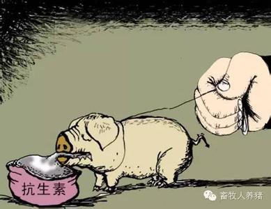 【译文】Plectasin：养猪业中抗生素的一种替代物？