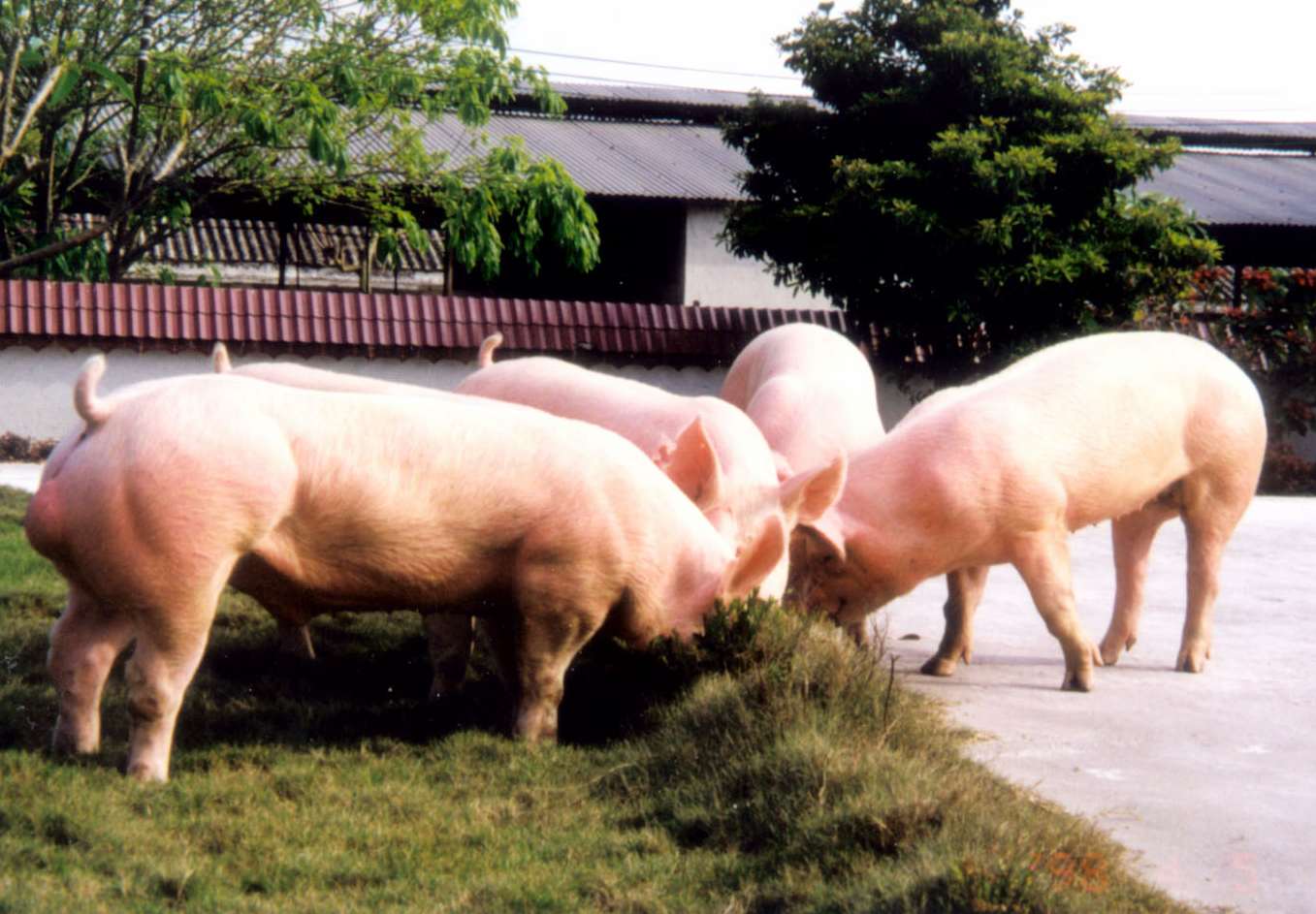 很全面的母猪饲养方案（内含10个要点，超级实用）