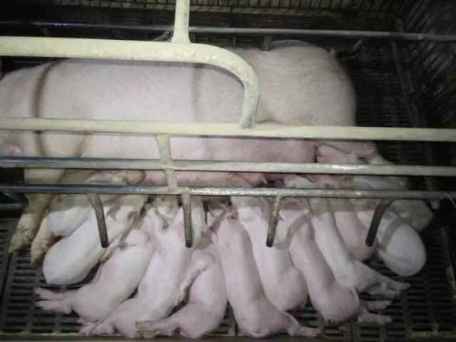 母猪产后无乳综合症影响竟然这么大，怎么治疗？