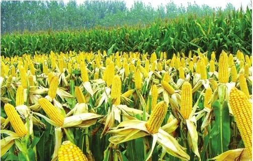玉米临储政策改革需处理好三大关系