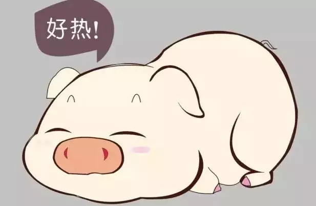 无名高热到底是什么？干货！养猪户必看！