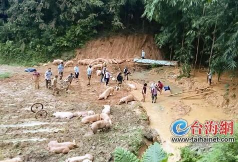 暴雨致华安沙建山体滑坡 山下养猪场600头猪遭殃
