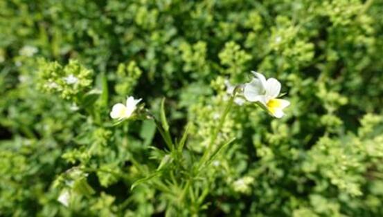 对抗细菌耐药课题 美瑞高从源头做起