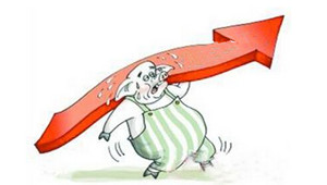 仔猪跌至700元仍卖不动 猪价明年有望触底回升