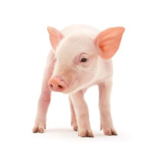 生长猪日粮中一种新型大豆浓缩蛋白和豆粕的能量、氨基酸和磷的消化率