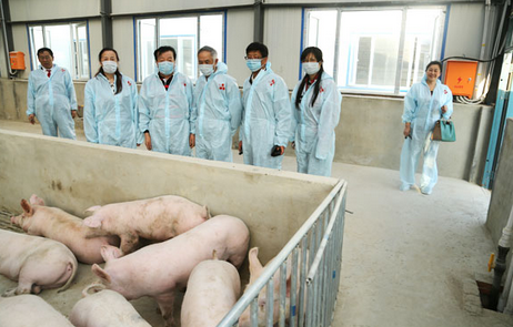 丁磊养了7年的味央猪开卖了！价格每斤49元左右