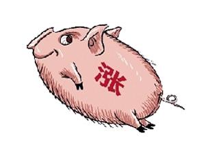 春节期间猪肉价格会长上涨吗？猪肉价格上涨原因是什么？