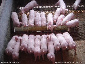 东北猪价反攻开始！这次屠宰场联合压价暂时告一段落！