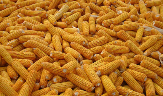 玉米价格跌不停！豆粕价格涨不止！