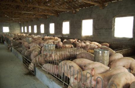 农业部祭出玉米去库存后招：种大豆和养猪