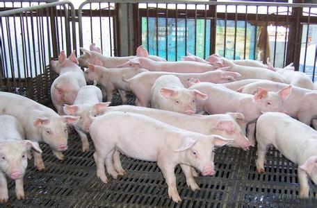 腊肉接近尾声 年猪赛程过半 猪价还能涨么？