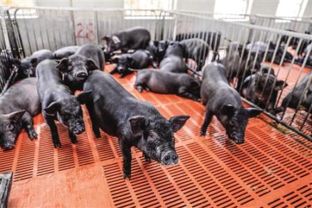 养猪人注意:2017年养殖触犯这六大禁忌 严惩不贷
