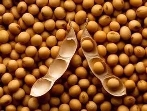 春节过后豆粕应当关注哪些方面？