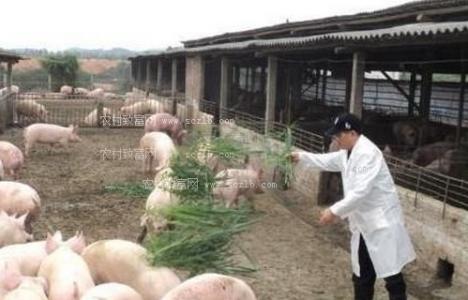 随着中国养猪业的发展 未来养猪主力军都有哪些人