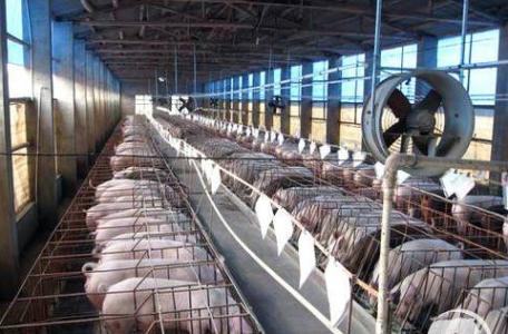 不管养鸡还是卖饲料，现在都去养猪了……