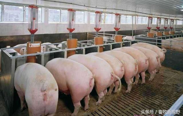 一头猪的饲养面积是多少？饲养管理方法你知道多少