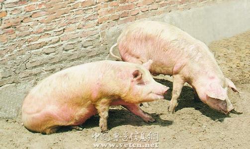谨记“早、快、严、小”，面对口蹄疫不再慌