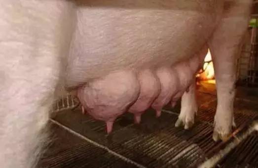 产房里经常遇到哺乳母猪乳汁不足，教你一手搞定它！