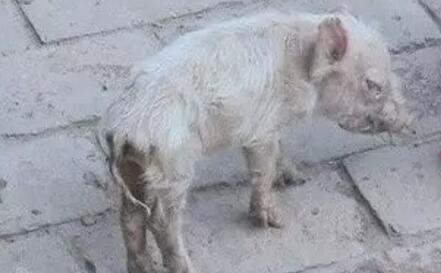 为啥加温了还是不能对抗冬季猪冷应激？