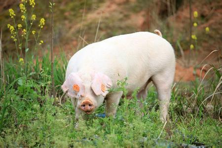 国家统计局：2016年我国玉米、猪肉产量均下降 有利去库存