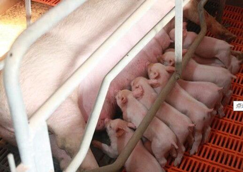 母猪的饲养--妊娠期和哺乳期的管理方案