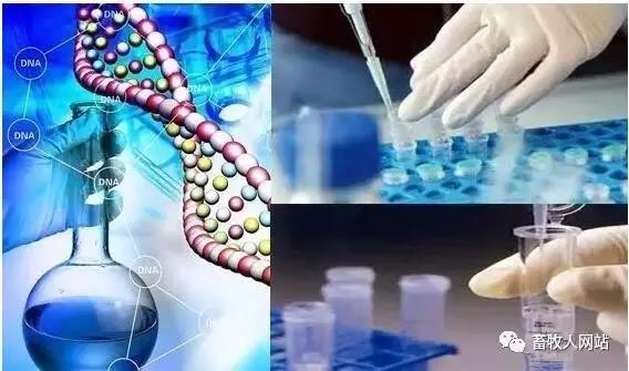 欧盟将暂停使用乙氧喹 饲料添加剂企业需重视