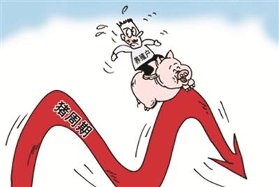 猪价下跌成本压缩，多面夹击下养猪人未来的希望在哪儿？