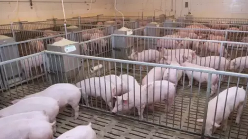 猪的采食量计算(一)