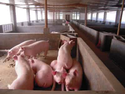 各阶段肉猪饲喂注意事项