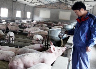 下半年能领到哪些补贴？养户们看过来农业部权威回答