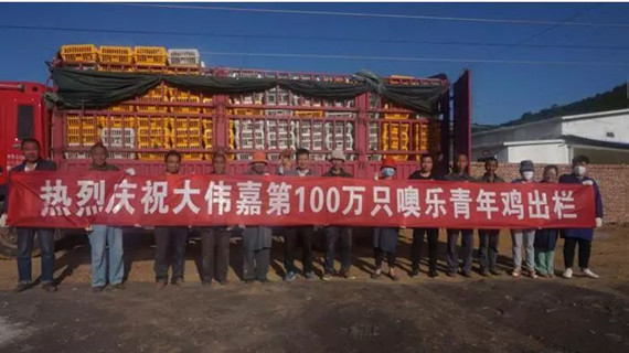 热烈祝贺大伟嘉股份第100万只噢乐青年鸡出栏