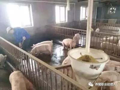 断奶仔猪总腹泻？是没有坚持“三不变三渐变”原则