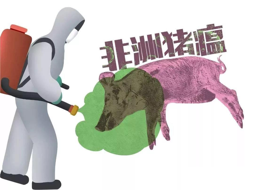 樊福好：非洲猪瘟防控，必须保护易感猪群