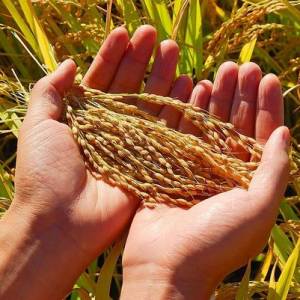 时寒冰：粮价上涨的根源还是农业落后