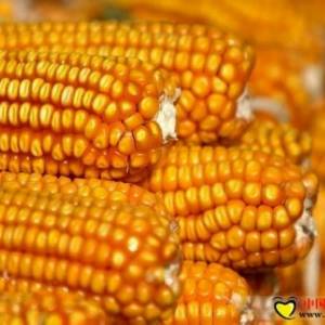 长春粮企提价购玉米 农户连夜排队