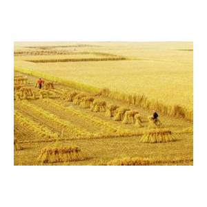 2010年中国粮食产量再创历史新高 连续七年增产