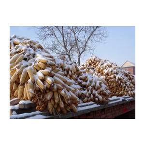 运输瓶颈突出东北大量玉米滞留仓库