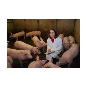 英国:降低日粮粗蛋白水平可降低饲料成本