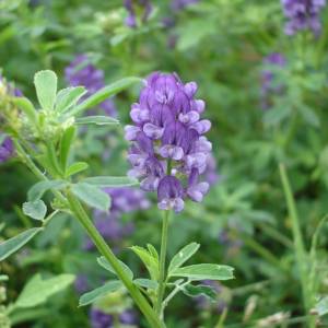 苜草素饲料添加剂饲养无抗生猪