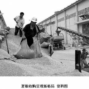 饲料养殖企业大举收小麦 人猪争粮局势正上演