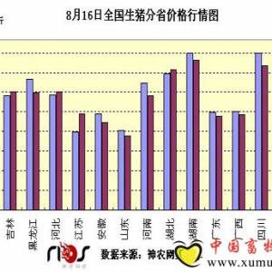 饲料价格继续攀升 生猪养殖盈利仍处亏损区