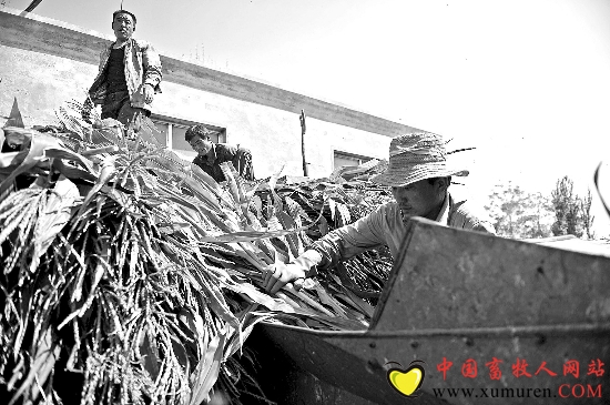 秸秆变饲料 减排又增收[图]