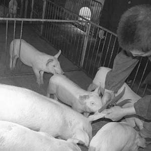 "芯片猪"备受养殖户亲睐